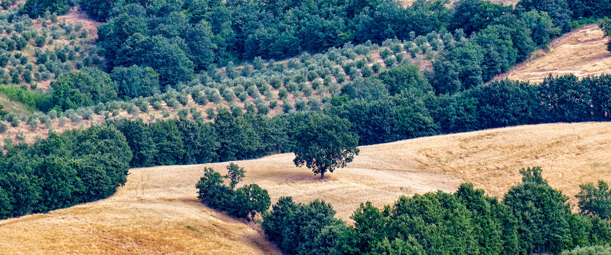 Fattoria La Maliosa