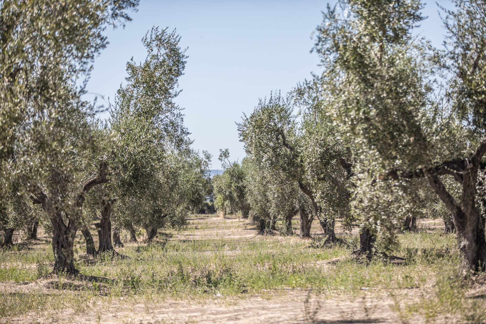 Degustazione di prodotti marchio Traldi