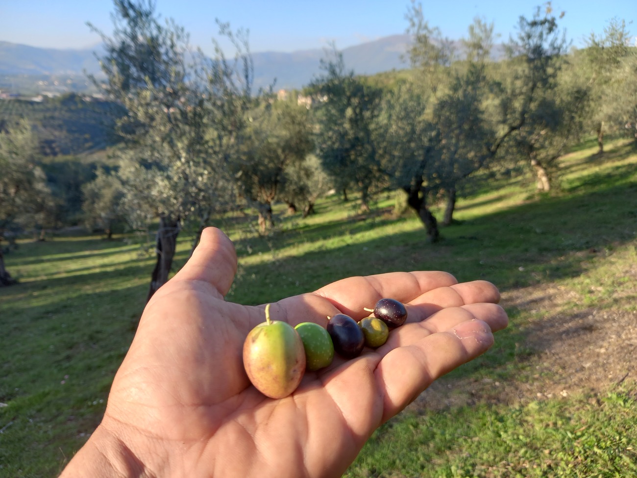 Azienda Agricola Antonio Genovesi